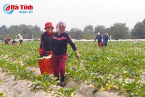 Htx nong nghiep tai ha tinh