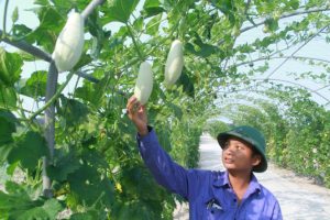 Vai tro htx nong nghiep ha tinh